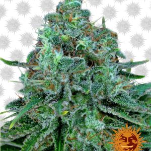 Barney’s Farm Critical Kush (pack de 5 semillas)