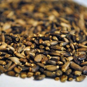 Cardo Mariano, Semillas (Silybum marianum)