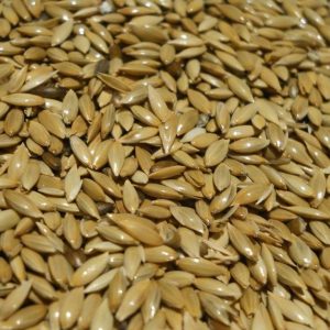 Alpiste, Semilla (Phalaris canariensis)