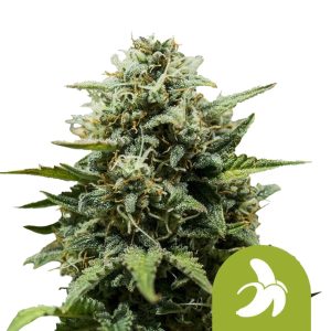 Semillas de marihuana autoflorecientes Fat Banana Auto de Royal Queen Seeds (pack de 5 semillas)