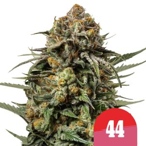 Semillas de marihuana feminizadas Royal Queen Seeds x Tyson 2.0 Gelato 44 (pack de 3 semillas)
