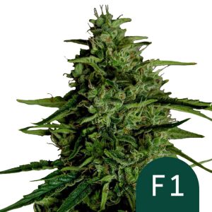 Semillas de marihuana autoflorecientes Milky Way F1 de Royal Queen Seeds (pack de 3 semillas)