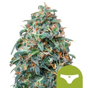 Semillas de marihuana autoflorecientes Sherbet Queen Auto de Royal Queen Seeds (pack de 3 semillas)