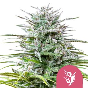Semillas de marihuana feminizadas Speedy Chile de Royal Queen Seeds (pack de 3 semillas)