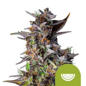 Semillas de marihuana autoflorecientes Watermelon Auto de Royal Queen Seeds (pack de 5 semillas)