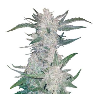 Fast Buds – Rhino Ryder Automatic (3semillas/paquete)